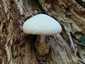 Óriás bocskorosgomba (Volvariella bombycina), Budai-hegység